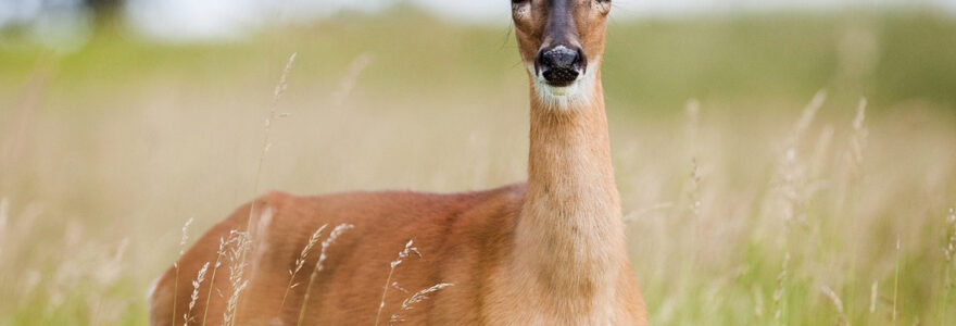 faune bourguignonne